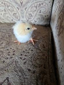 day old chicks