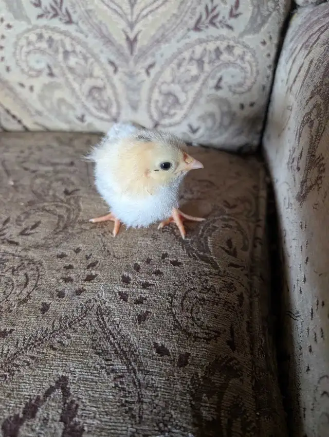 day old chicks - Photo 2