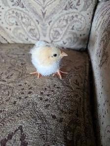 day old chicks - Photo 2