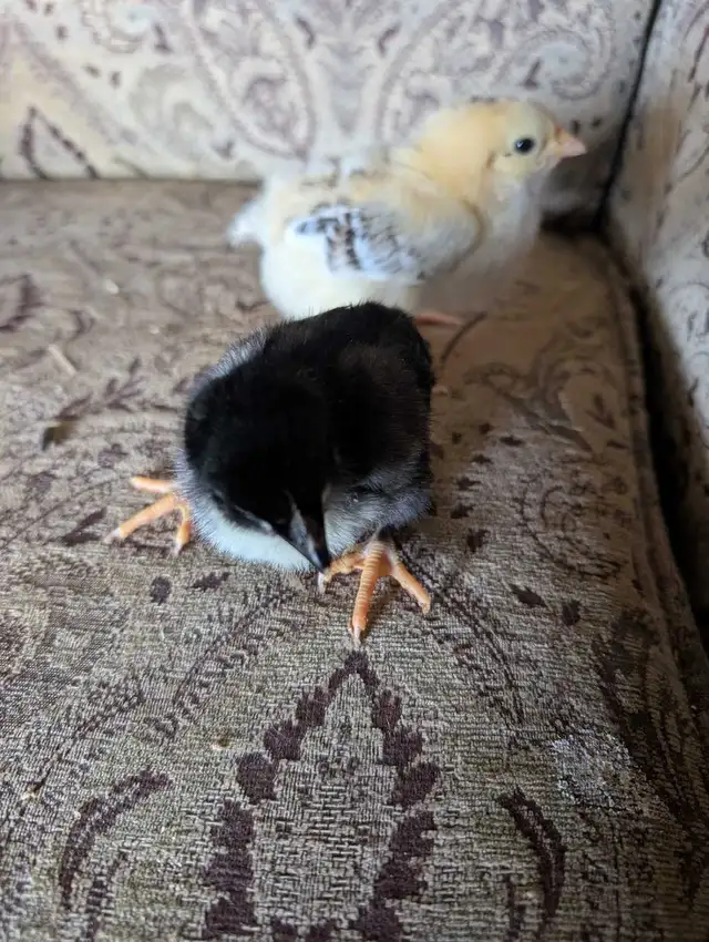 day old chicks - Photo 3