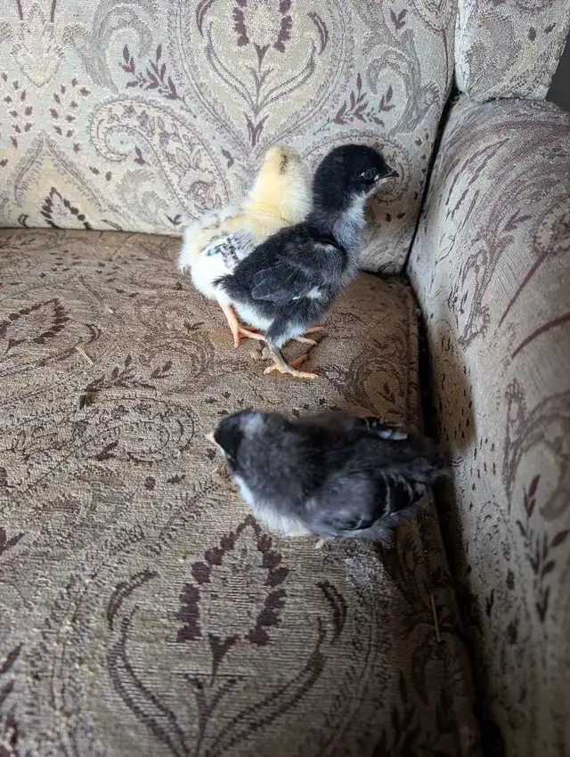 day old chicks - Photo 4