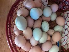 day old chicks - Photo 5