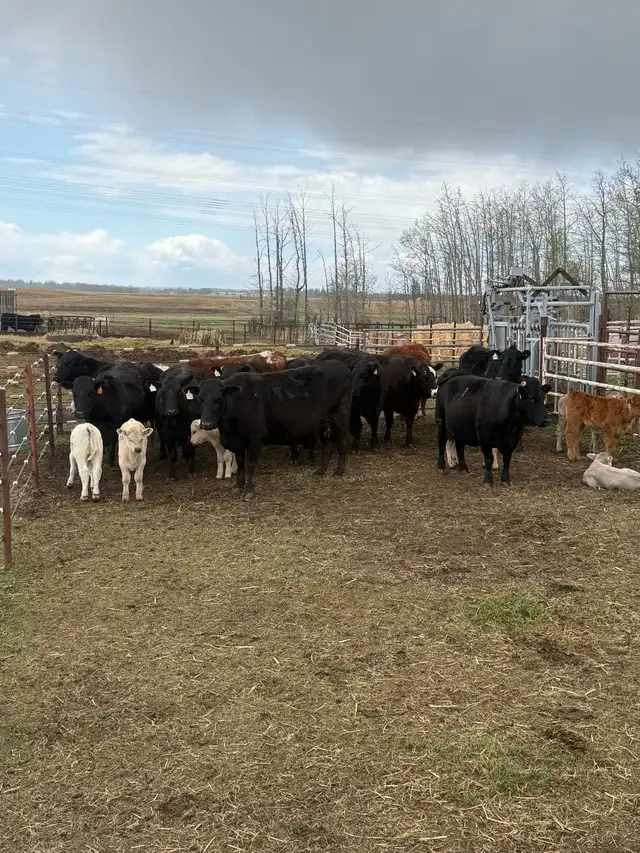 cow calf pairs