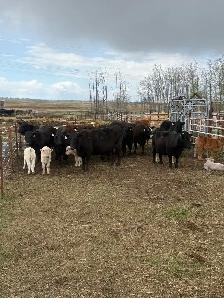 cow calf pairs