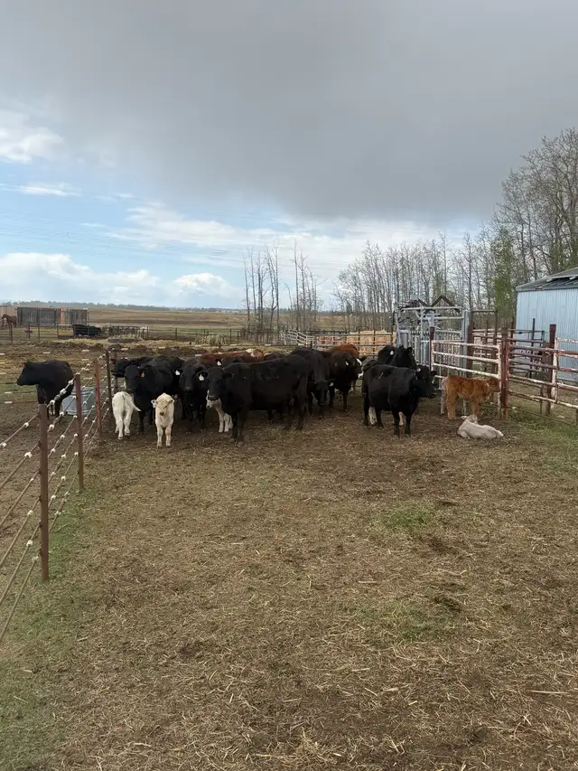 cow calf pairs - Photo 2