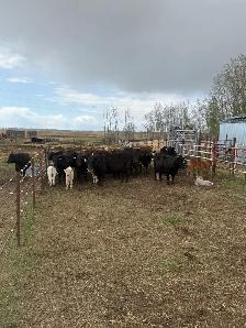 cow calf pairs - Photo 2