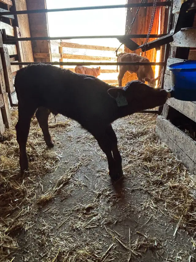 baby calf for sale
