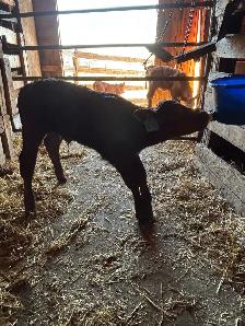 baby calf for sale