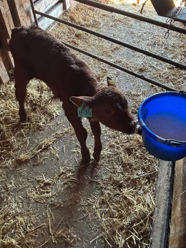 baby calf for sale - Photo 2