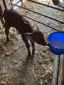 baby calf for sale - Photo 2