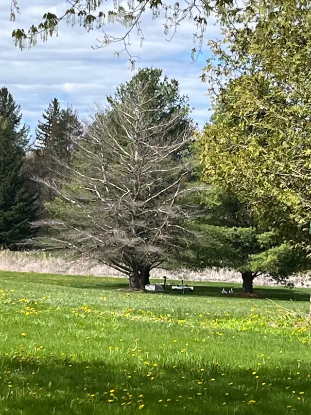 Free dead pine tree