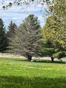 Free dead pine tree