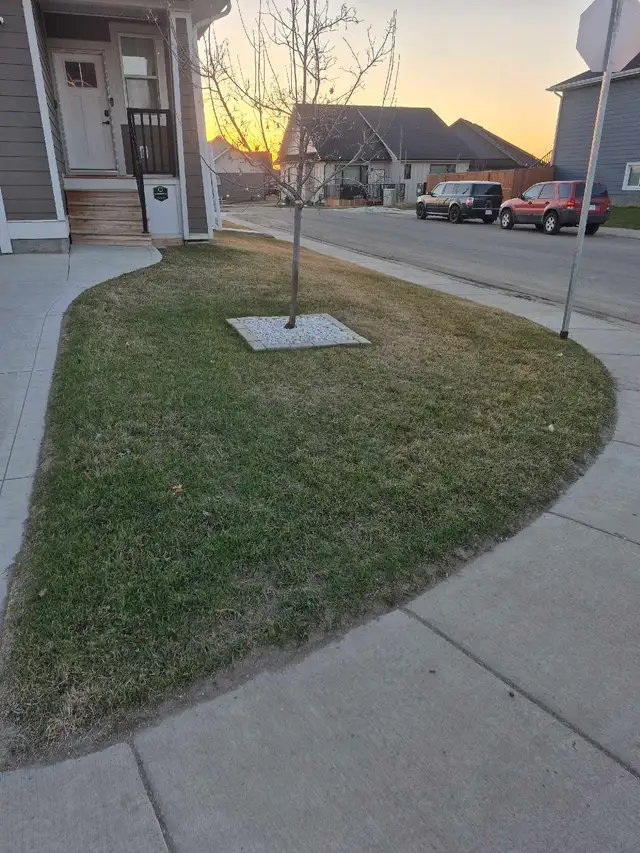 Spring Lawn Cleanup
