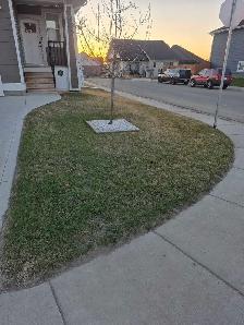 Spring Lawn Cleanup