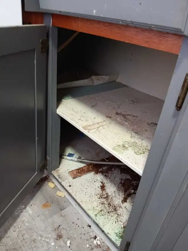 House cleaning and junk removal - Photo 4