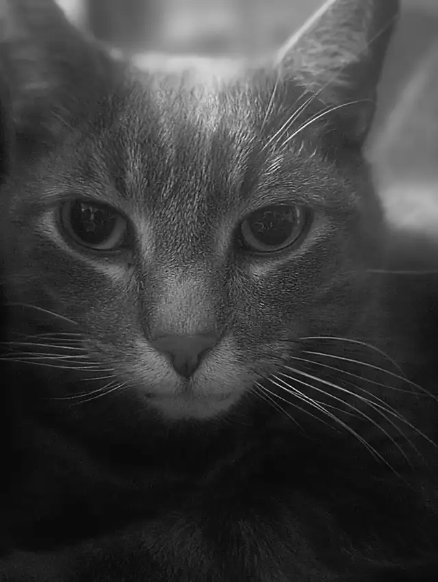 Missing cat