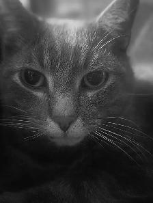Missing cat