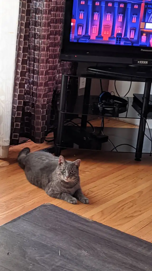 Missing cat - Photo 2
