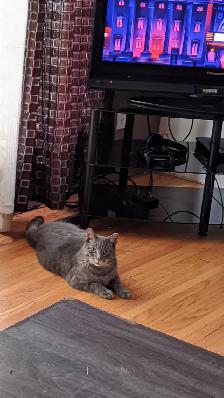 Missing cat - Photo 2