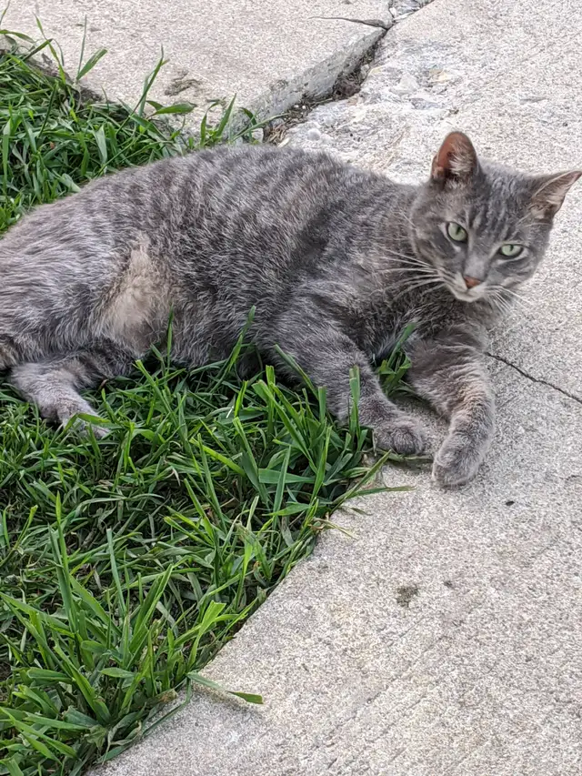 Missing cat - Photo 3