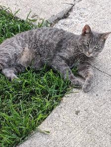 Missing cat - Photo 3
