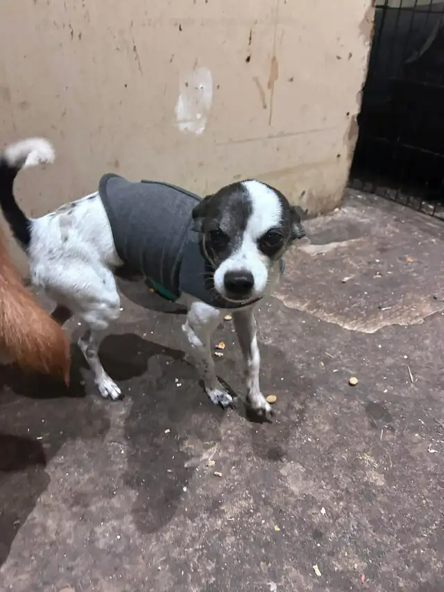 Little old man is lost