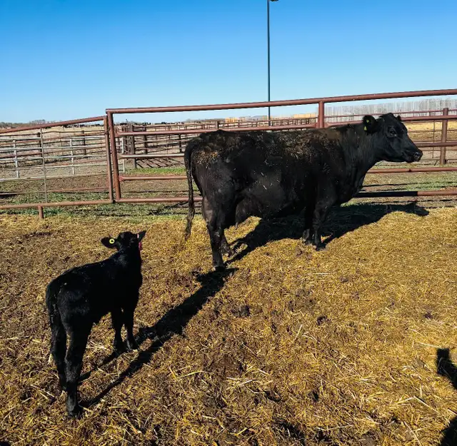 Cow / Calf Pair - Clavet, SK - 1st Come, 1st Serve