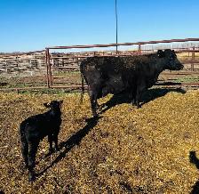Cow / Calf Pair - Clavet, SK - 1st Come, 1st Serve