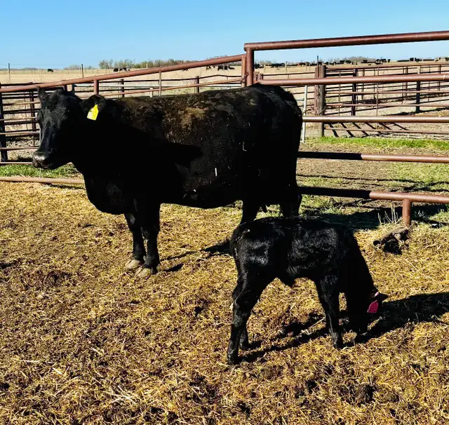 Cow / Calf Pair - Clavet, SK - 1st Come, 1st Serve - Photo 2