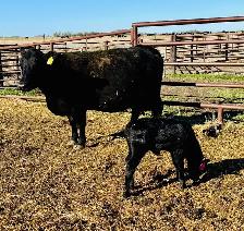 Cow / Calf Pair - Clavet, SK - 1st Come, 1st Serve - Photo 2