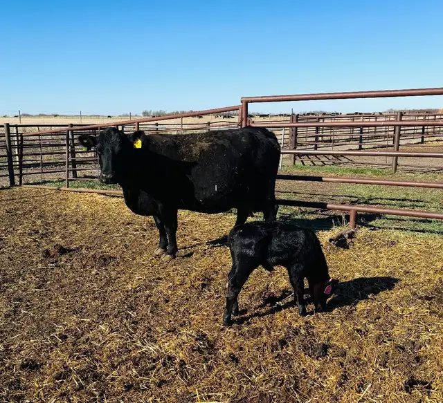 Cow / Calf Pair - Clavet, SK - 1st Come, 1st Serve - Photo 3