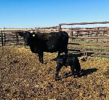 Cow / Calf Pair - Clavet, SK - 1st Come, 1st Serve - Photo 3