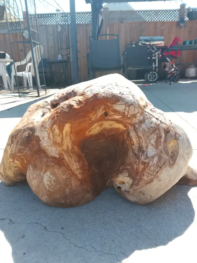 Large white birch burral - Photo 3