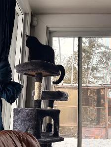 Chat nori - Photo 2