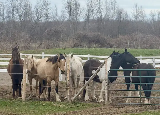 Horse Boarding - Photo 3