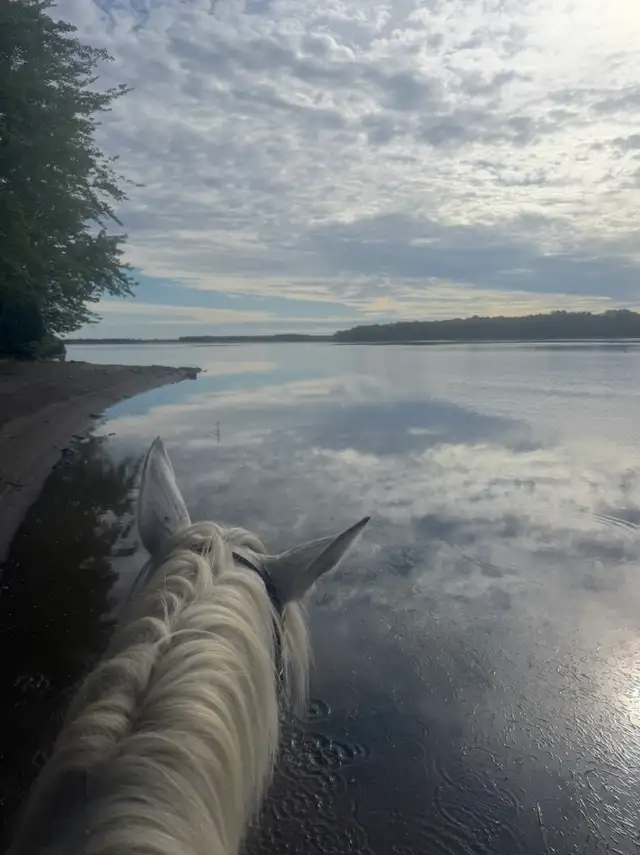 Horse Boarding - Photo 4