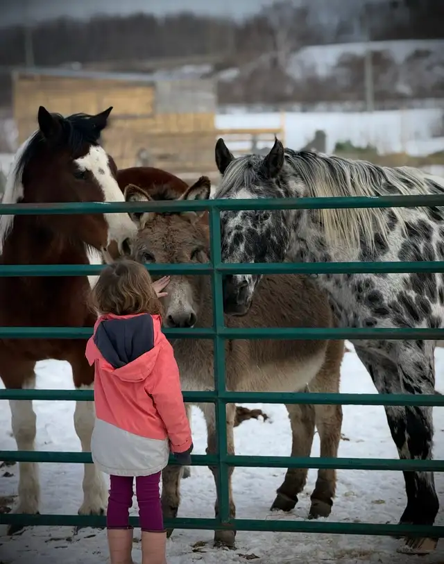 Horse Boarding - Photo 5