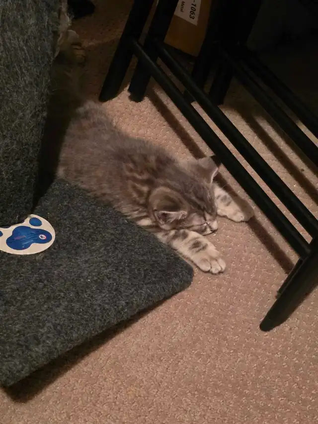 petit chatons bleu russe x domestique