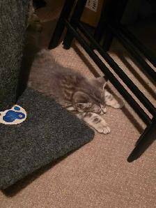 petit chatons bleu russe x domestique