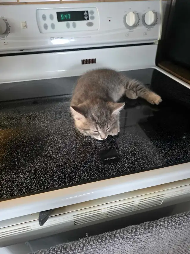 petit chatons bleu russe x domestique - Photo 2
