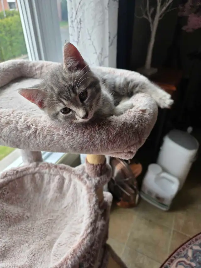 petit chatons bleu russe x domestique - Photo 3