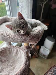 petit chatons bleu russe x domestique - Photo 3