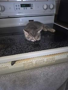 petit chatons bleu russe x domestique - Photo 4