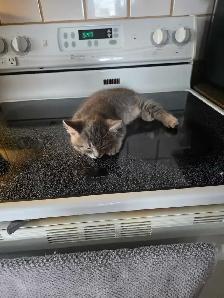 petit chatons bleu russe x domestique - Photo 5