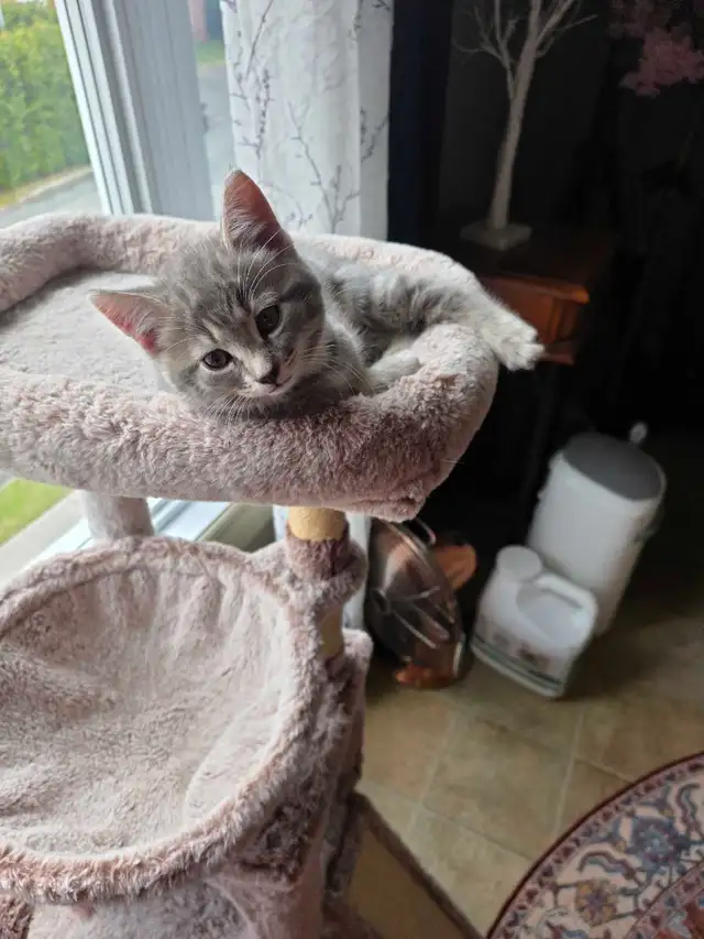 petit chatons bleu russe x domestique - Photo 6