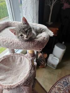 petit chatons bleu russe x domestique - Photo 6