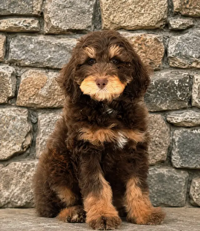 Goldendoodle moyen, mâle de 35/40 livres à maturité