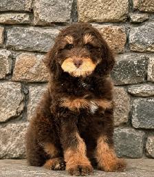Goldendoodle moyen, mâle de 35/40 livres à maturité