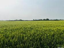 3 Quarters | RM of Enniskillen # 3 | Near North Portal, SK - Photo 6