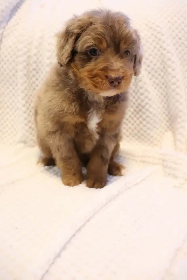 Aussie Doodles - Photo 2